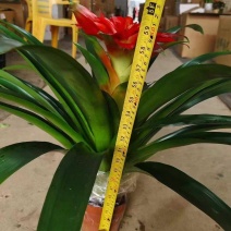耐养嫩花头丹尼斯出货30装一箱，9.5元，叶片特密青绿