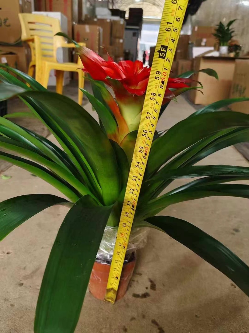 耐养嫩花头丹尼斯出货30装一箱，9.5元，叶片特密青绿