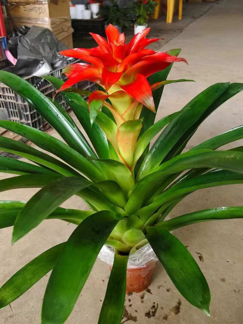 耐养嫩花头丹尼斯出货30装一箱，9.5元，叶片特密青绿