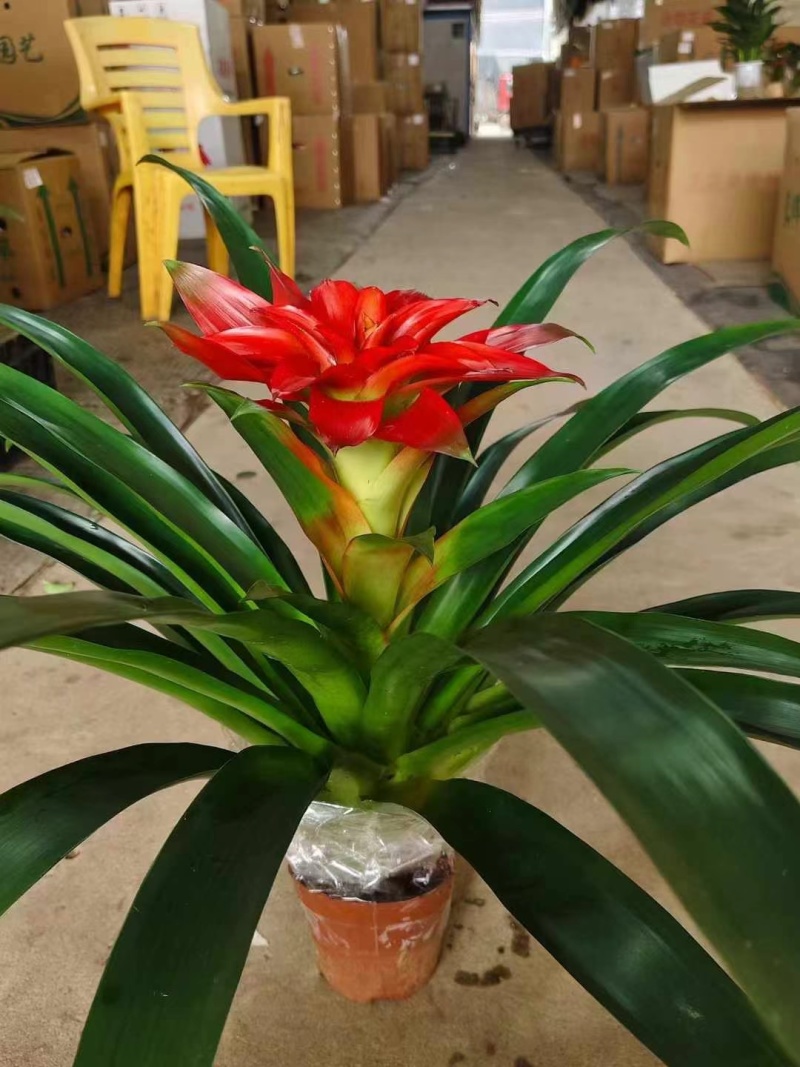 耐养嫩花头丹尼斯出货30装一箱，9.5元，叶片特密青绿