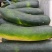 黑皮精品地冬瓜，大量上市中欢迎采购