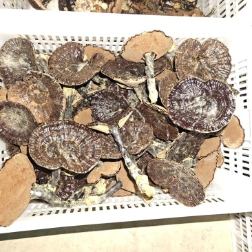 野生灵芝
