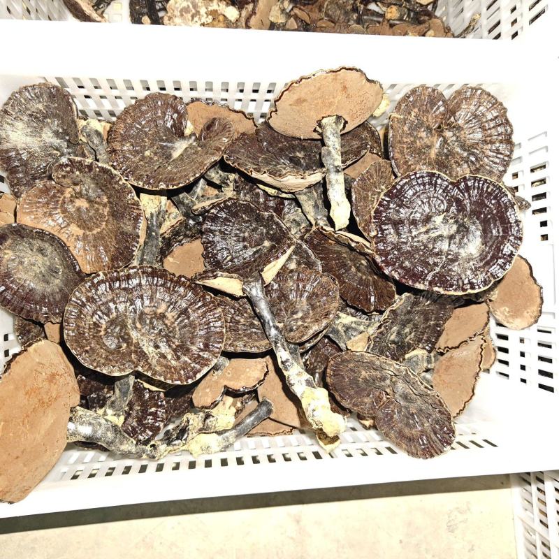 野生灵芝