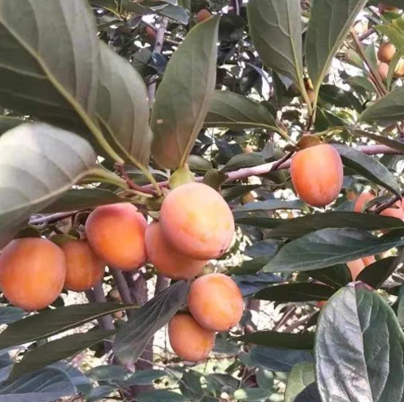 河南省灵宝市万亩柿子吊红，胭脂红火葫芦，大量上市