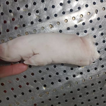山东厂家猪副产品批发