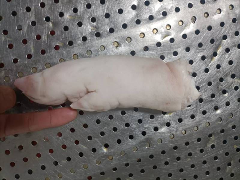 山东厂家猪副产品批发