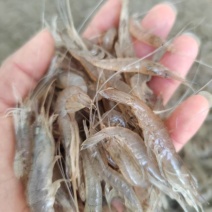 速冻白米虾，规格260粒左右每斤