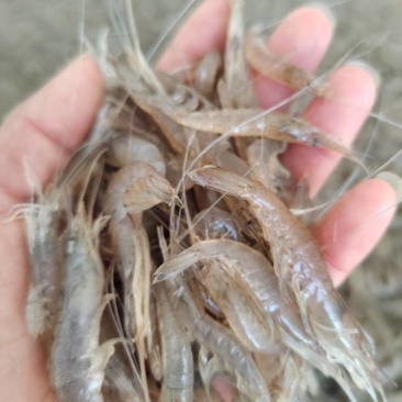 速冻白米虾，规格260粒左右每斤