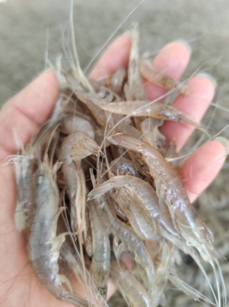 速冻白米虾，规格260粒左右每斤