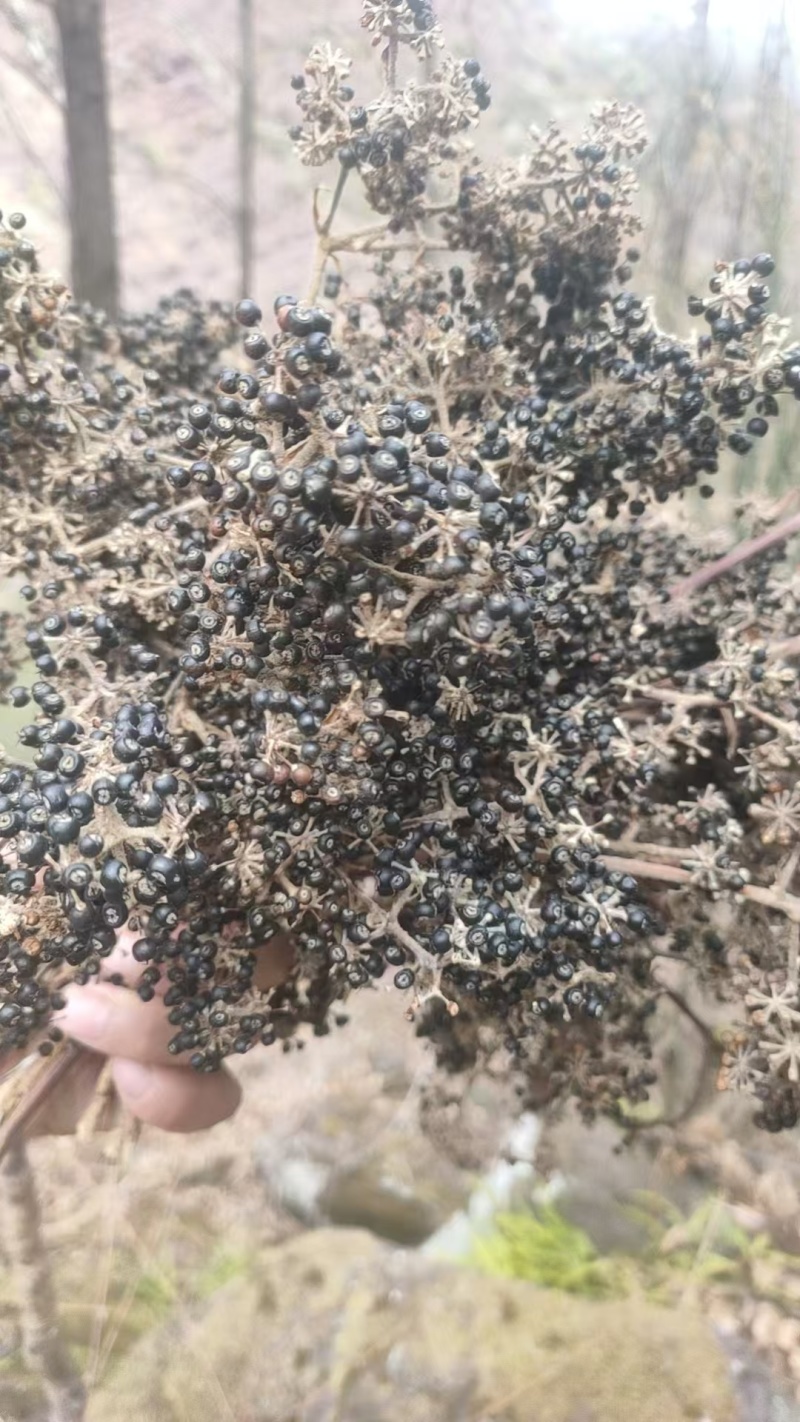 大通草种子，自然阴干！确保发芽率