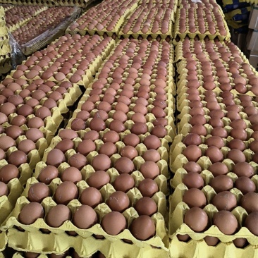 长期供应净重38-40红壳鸡蛋，36-37码少量有货