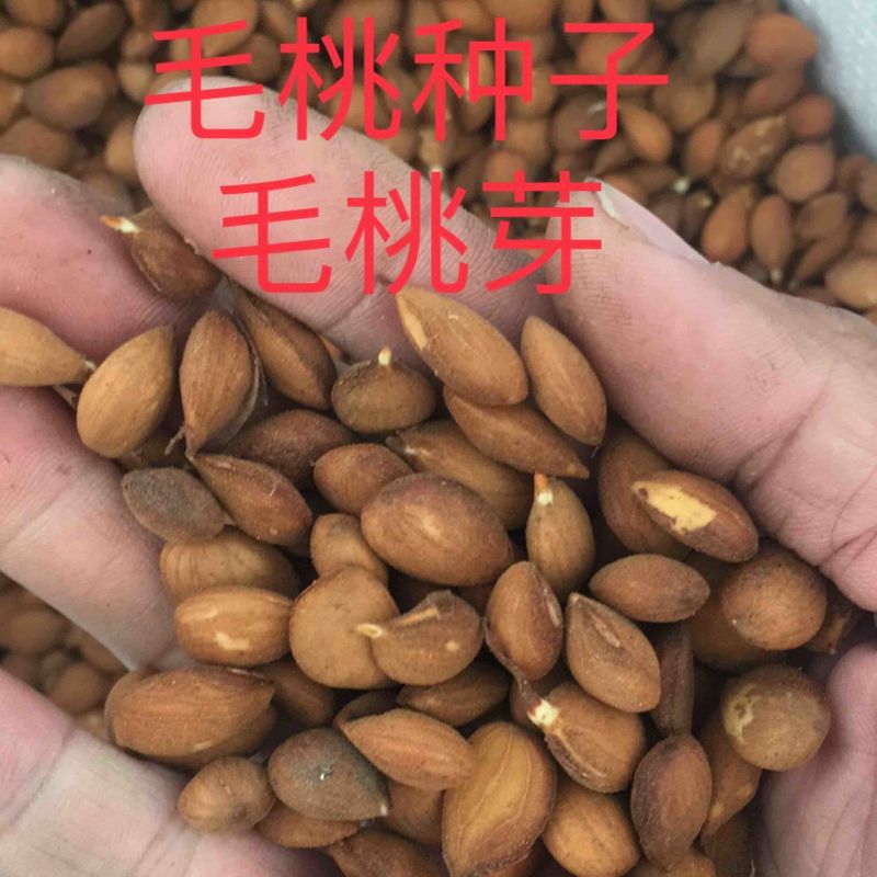 毛桃芽毛桃种子一手货源，种子饱满，手工挑拣
