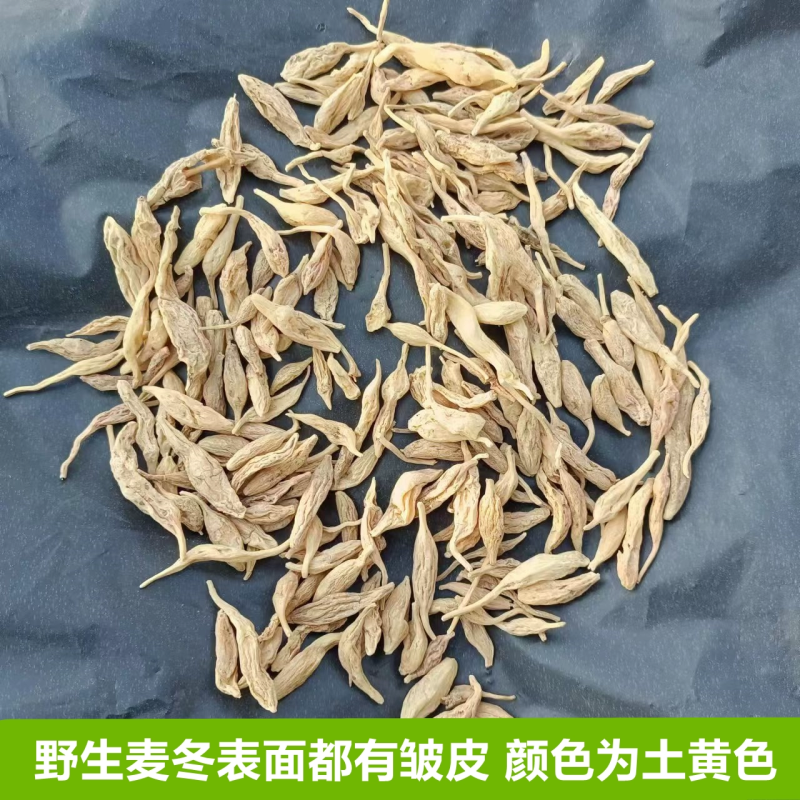 野生麦冬湖北野麦冬非种植麦冬