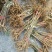 通草苗湖南湘西大通草苗质量保证可线上交易20-50cm