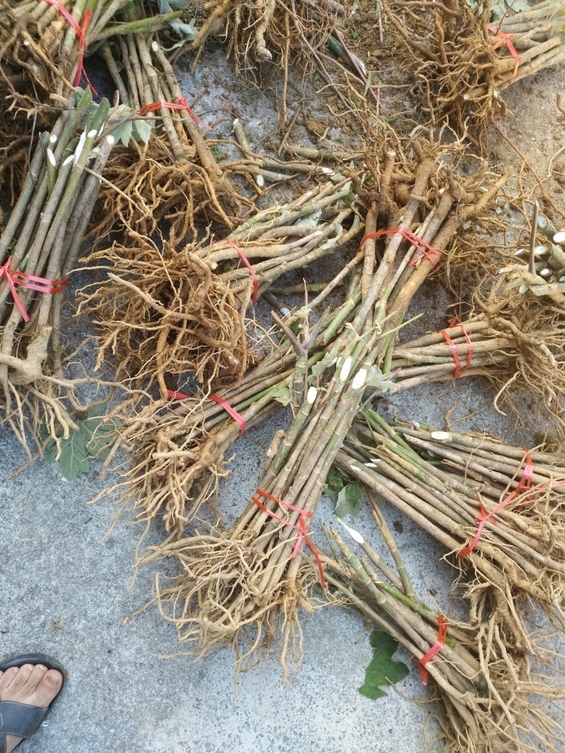 通草苗湖南湘西大通草苗质量保证可线上交易20-50cm