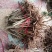 通草苗湖南湘西大通草苗质量保证可线上交易20-50cm