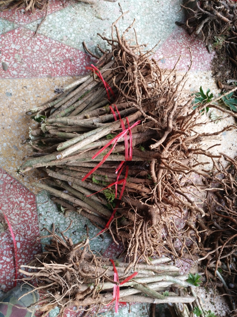 通草苗湖南湘西大通草苗质量保证可线上交易20-50cm