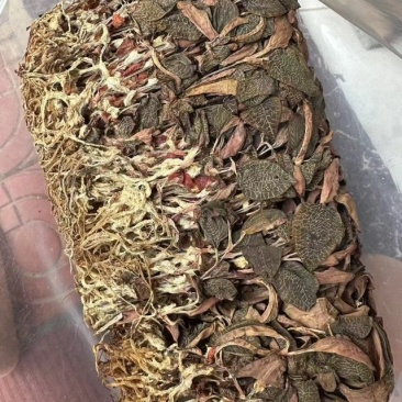 福建本地红霞金线莲