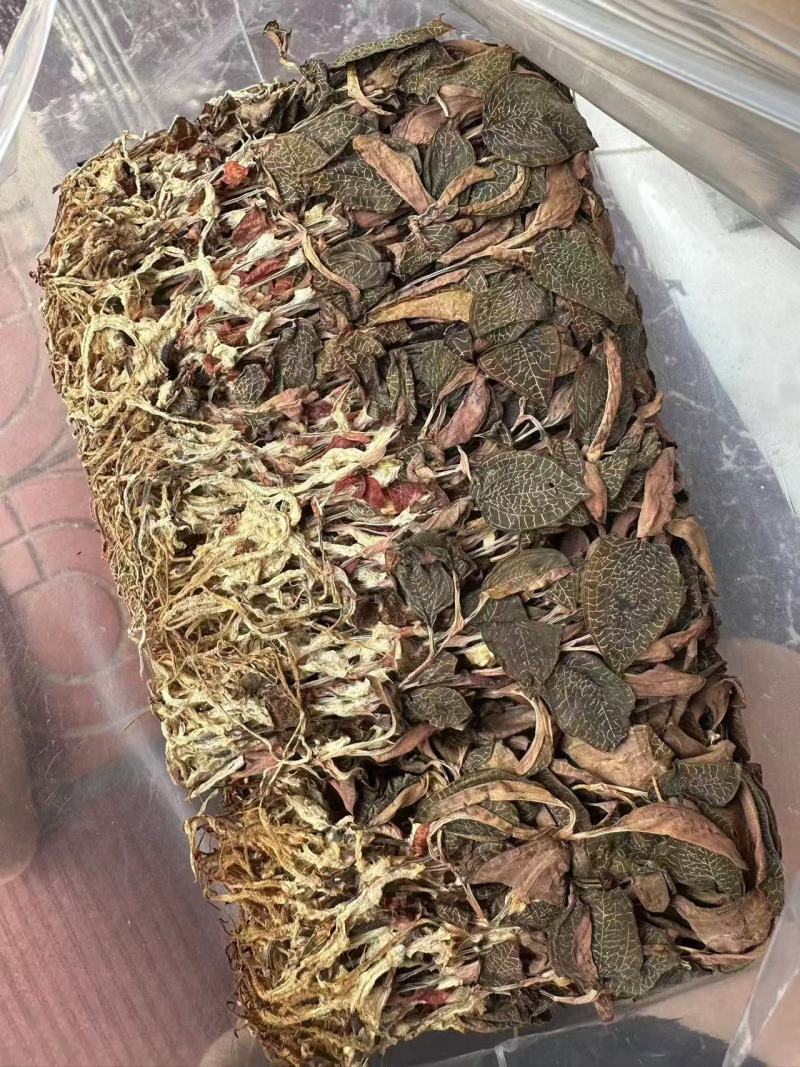 福建本地红霞金线莲