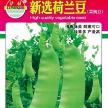 豌豆种子新选荷兰豆大荚品种清香味美鲜嫩可囗结荚量大