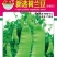 豌豆种子新选荷兰豆大荚品种清香味美鲜嫩可囗结荚量大