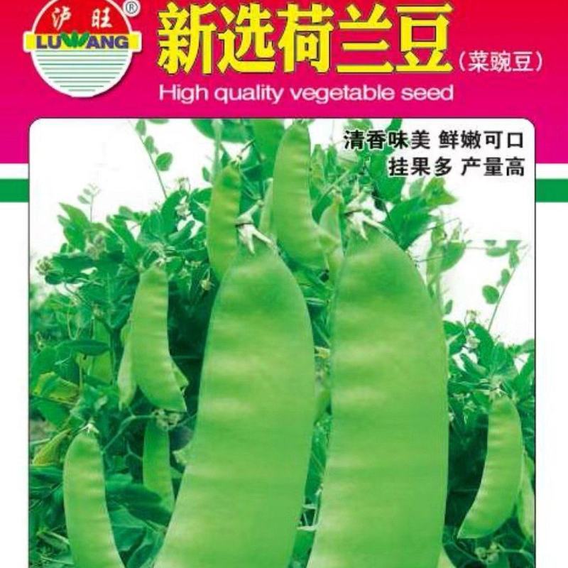 豌豆种子新选荷兰豆大荚品种清香味美鲜嫩可囗结荚量大
