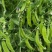 豌豆种子新选荷兰豆大荚品种清香味美鲜嫩可囗结荚量大