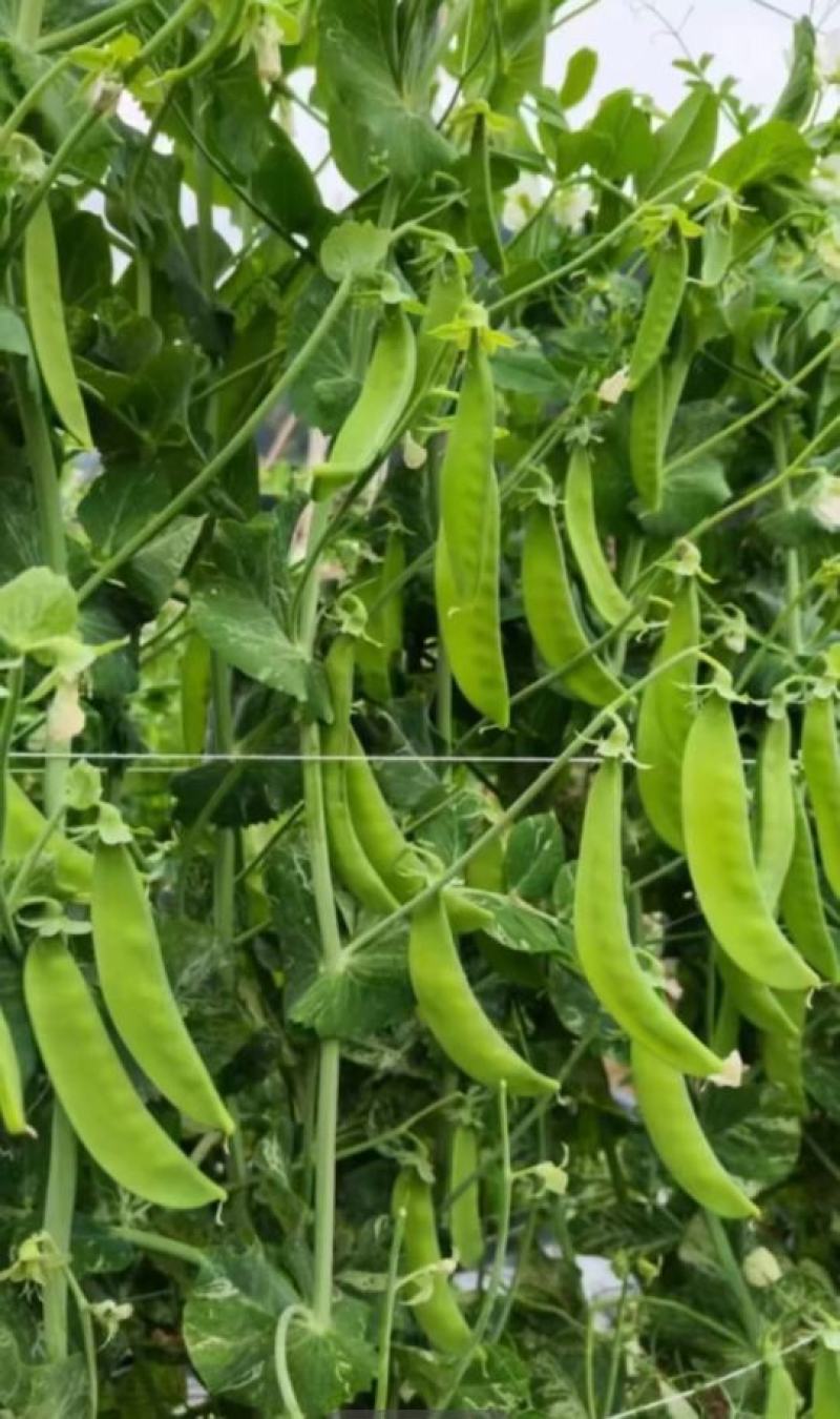豌豆种子新选荷兰豆大荚品种清香味美鲜嫩可囗结荚量大
