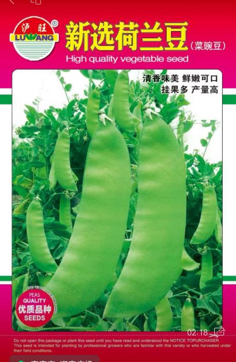 豌豆种子新选荷兰豆大荚品种清香味美鲜嫩可囗结荚量大