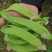豌豆种子新选荷兰豆大荚品种清香味美鲜嫩可囗结荚量大