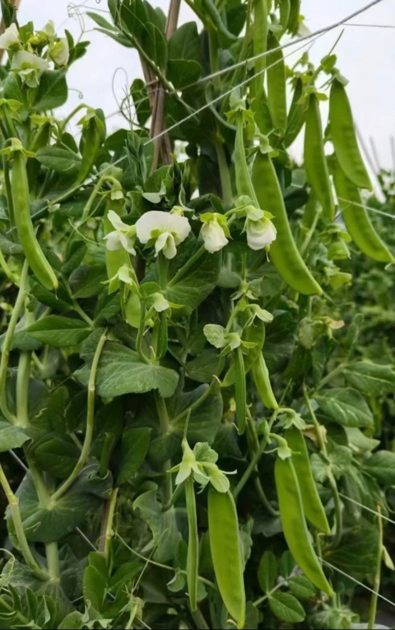 豌豆种子新选荷兰豆大荚品种清香味美鲜嫩可囗结荚量大