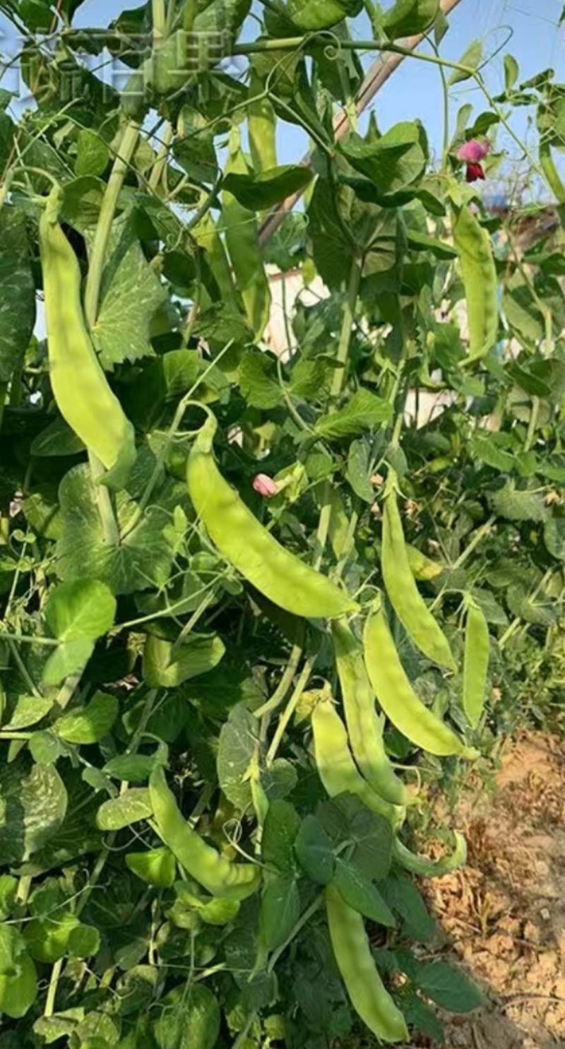 豌豆种子新选荷兰豆大荚品种清香味美鲜嫩可囗结荚量大