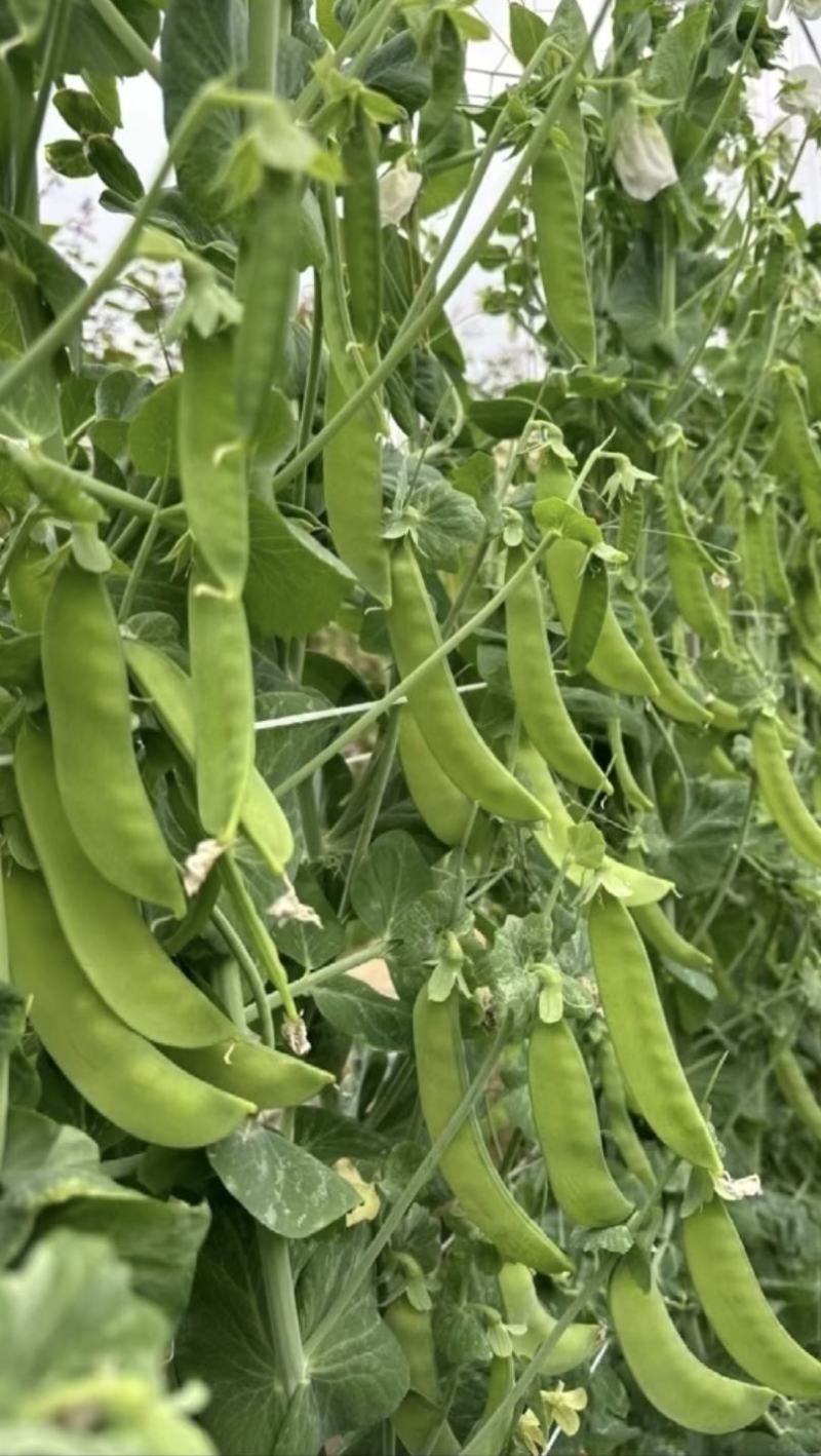 豌豆种子新选荷兰豆大荚品种清香味美鲜嫩可囗结荚量大