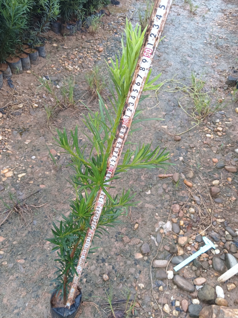 罗汉松