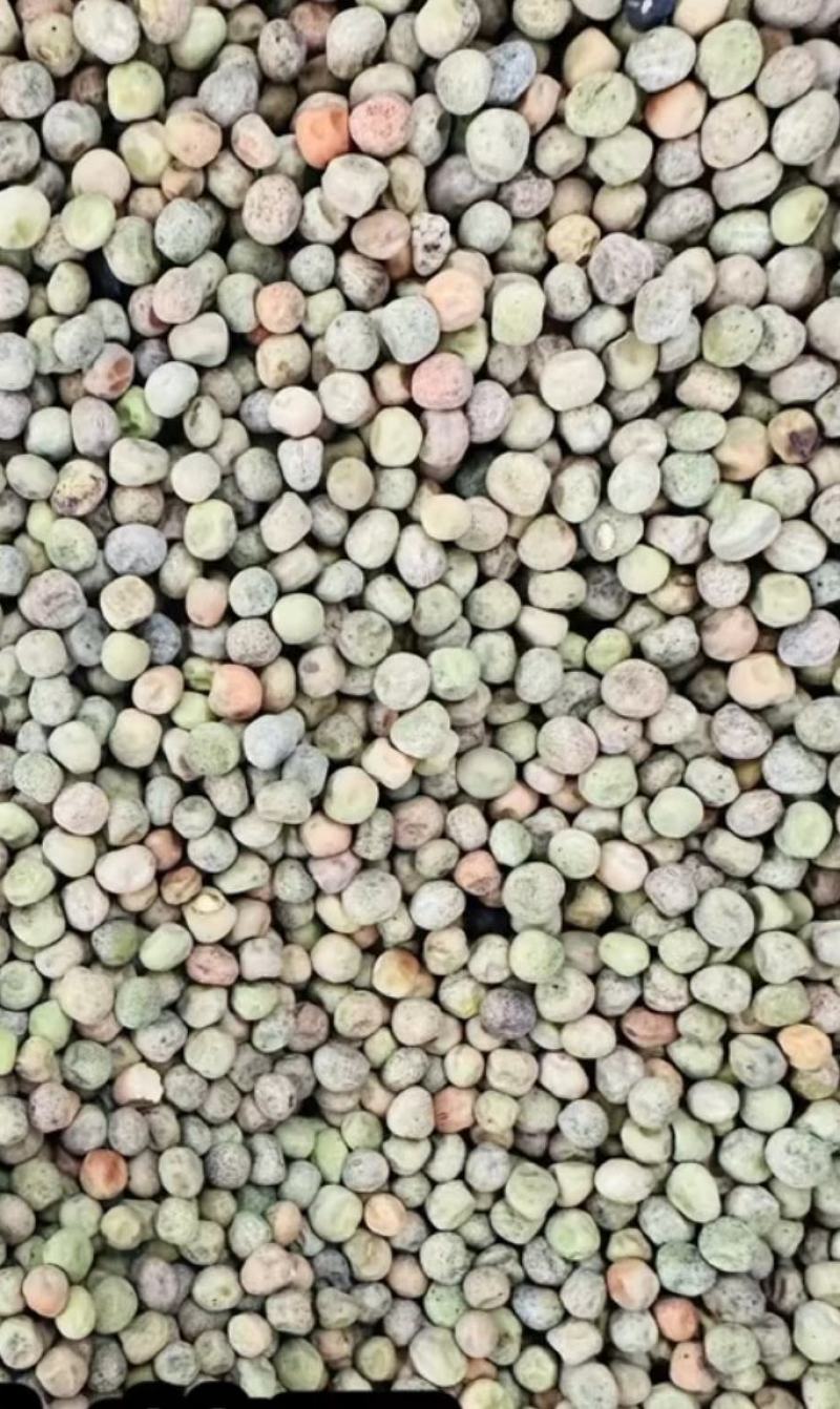 豌豆种子新选荷兰豆大荚品种清香味美鲜嫩可囗结荚量大
