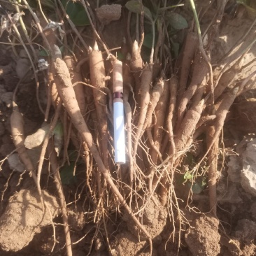 芍药苗，大量供应