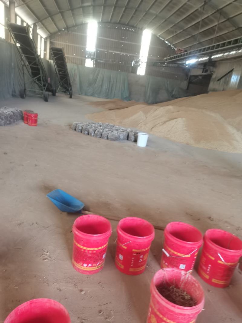 芍药苗，大量供应
