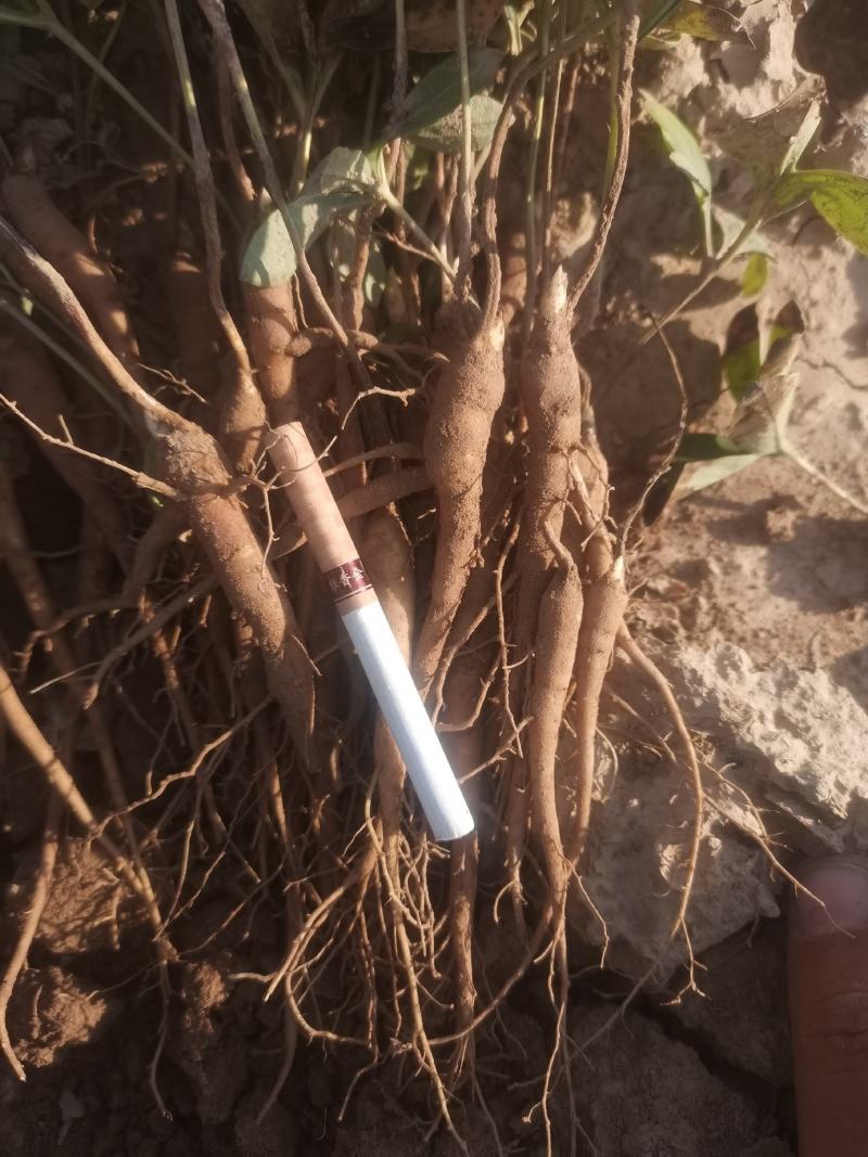 芍药苗，大量供应
