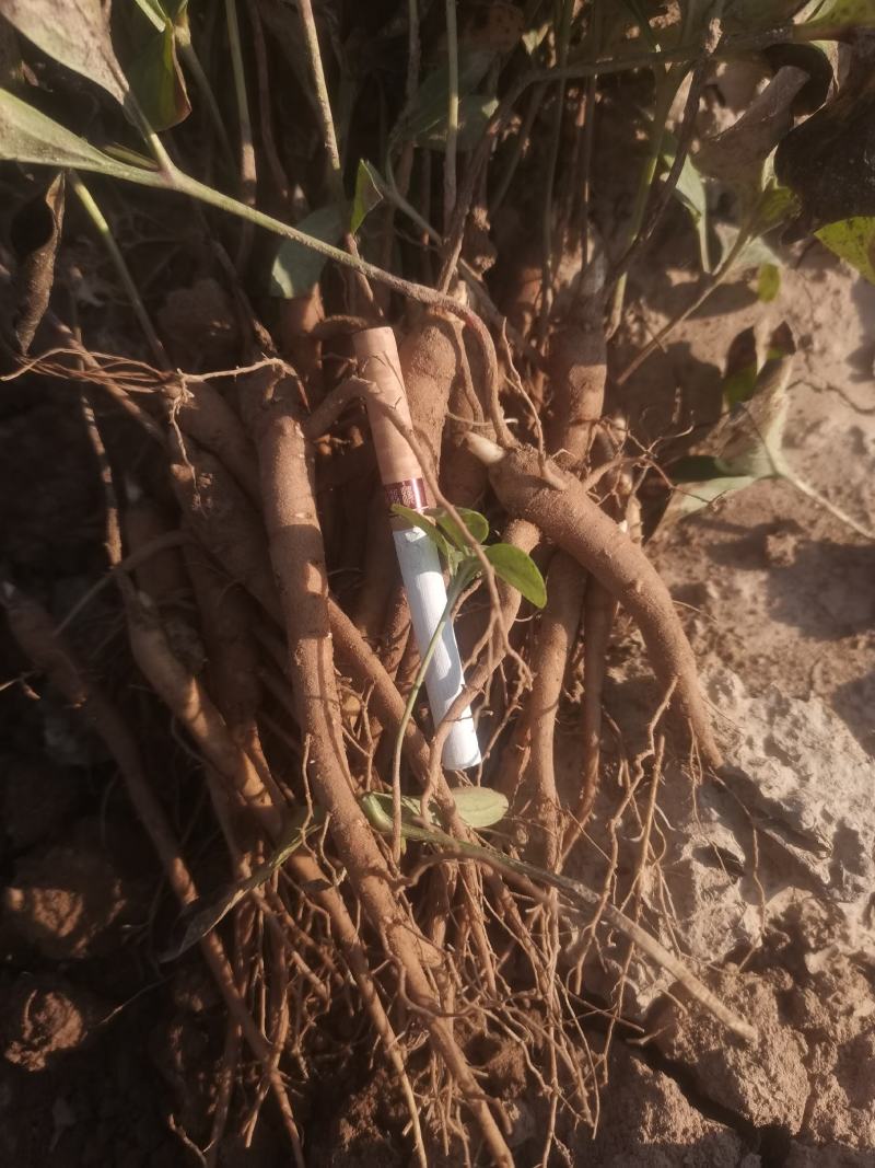 芍药苗，大量供应