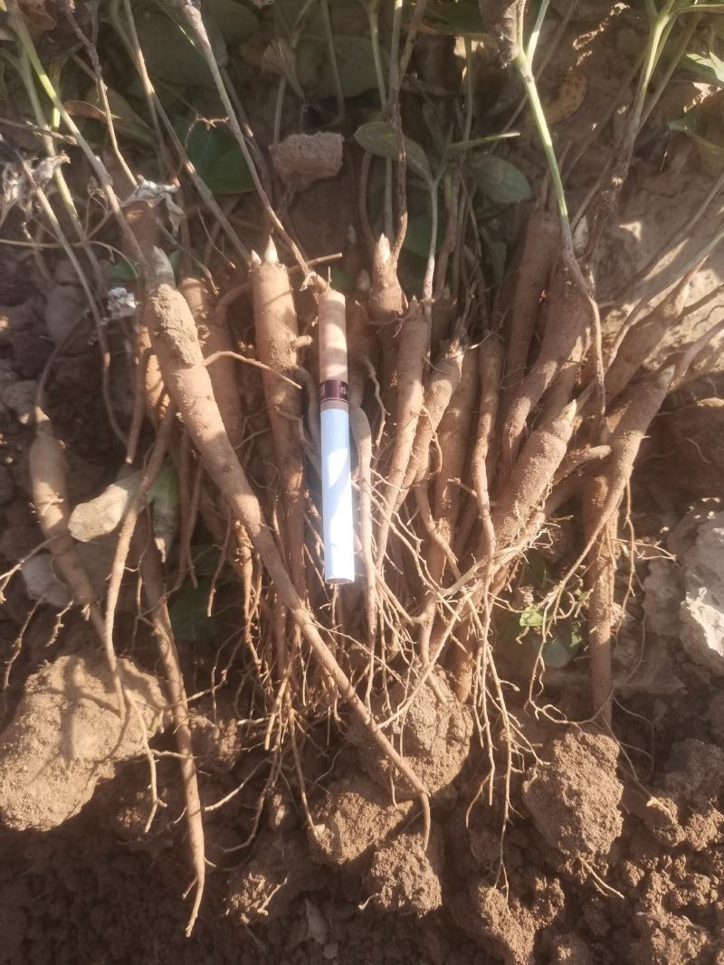 芍药苗，大量供应