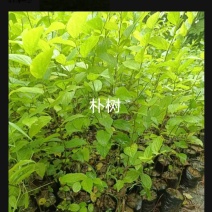 朴树