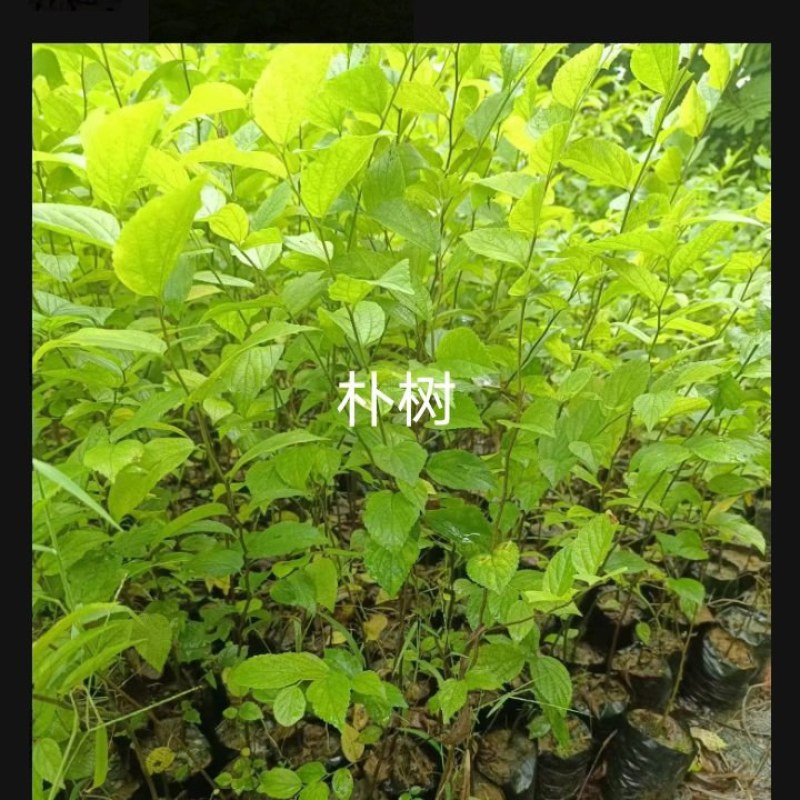 朴树