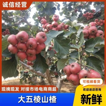 【热销】山楂大金星棉球大量上市个头大颜色好