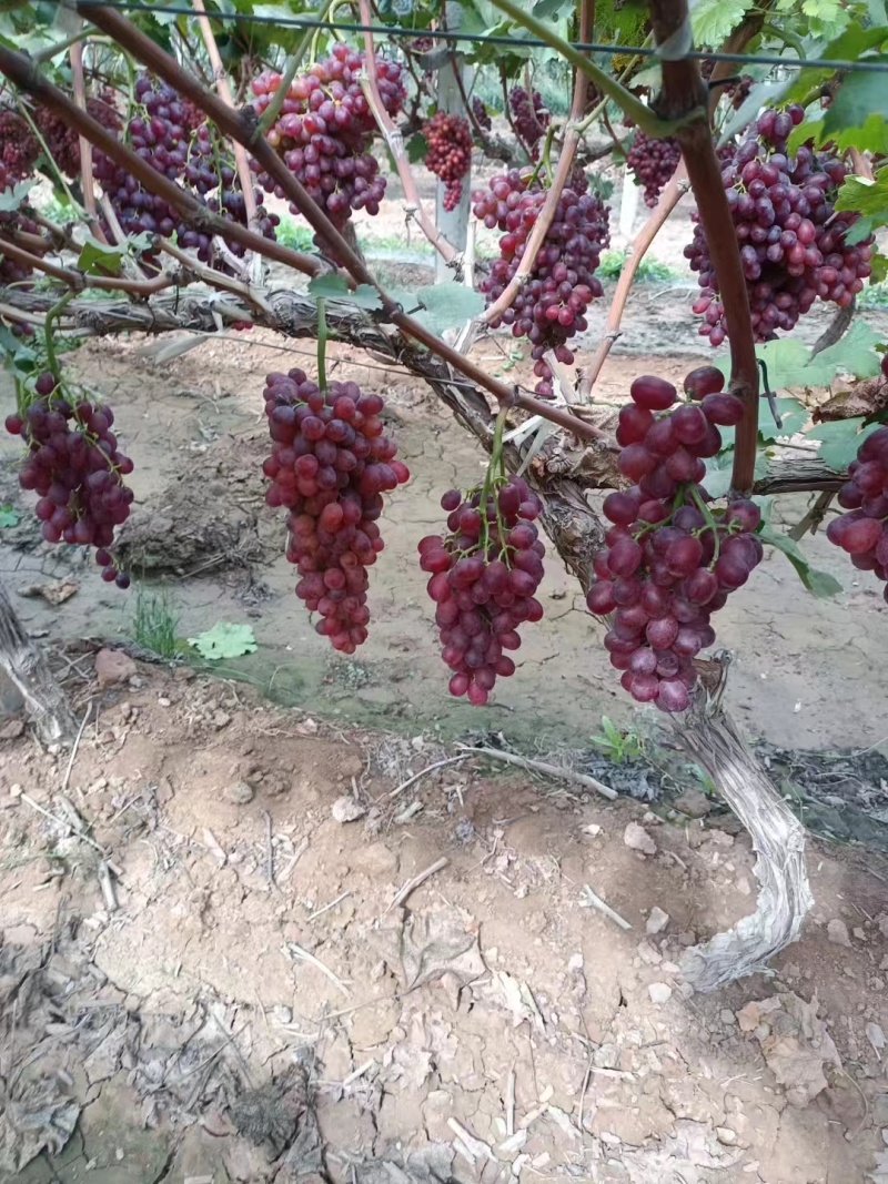 陕西克伦生葡萄质量保证量大从优产地供应欢迎咨询