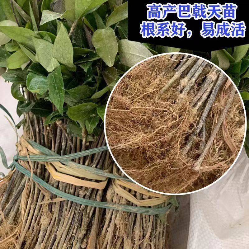 巴戟天种苗巴戟天苗巴正宗巴戟天树苗