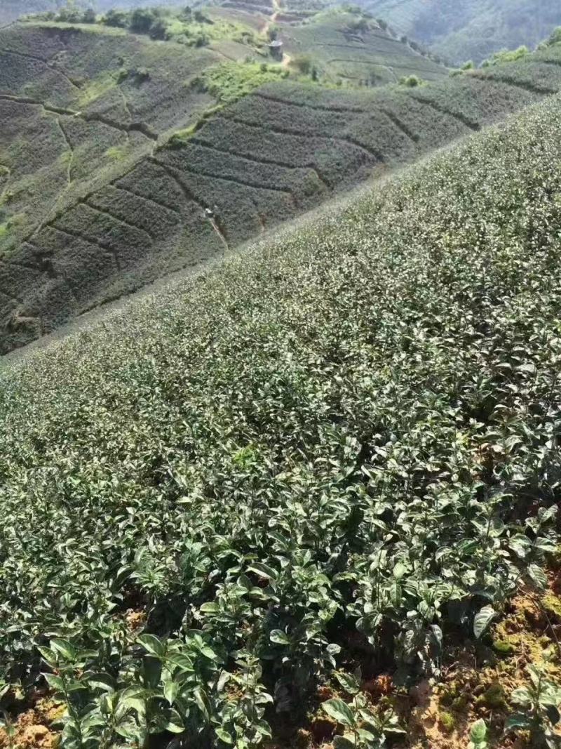 巴戟天种苗巴戟天苗巴正宗巴戟天树苗