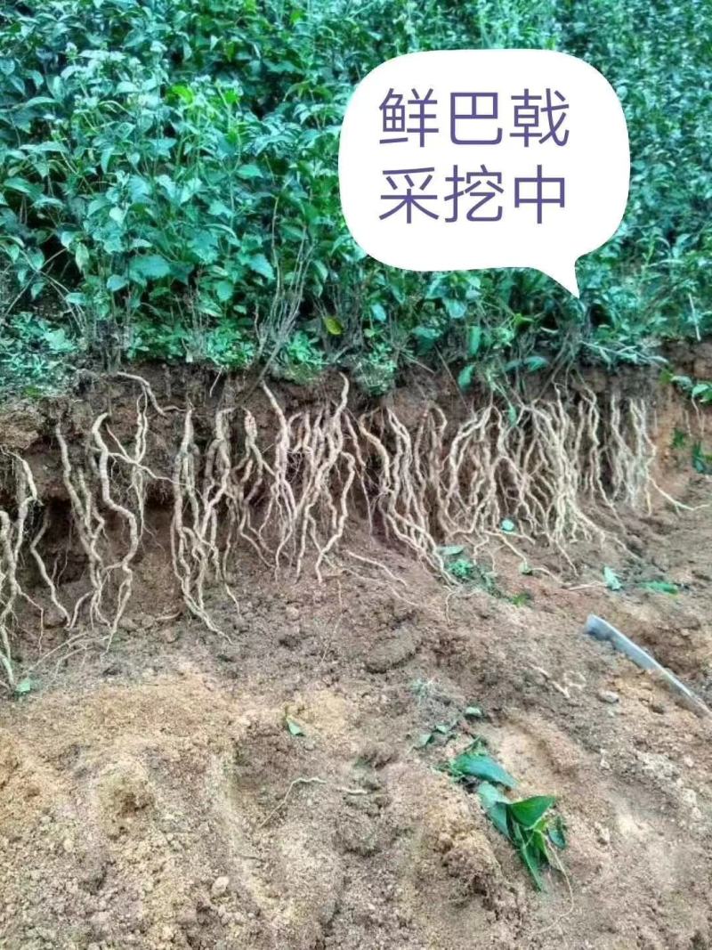 巴戟天种苗巴戟天苗巴正宗巴戟天树苗