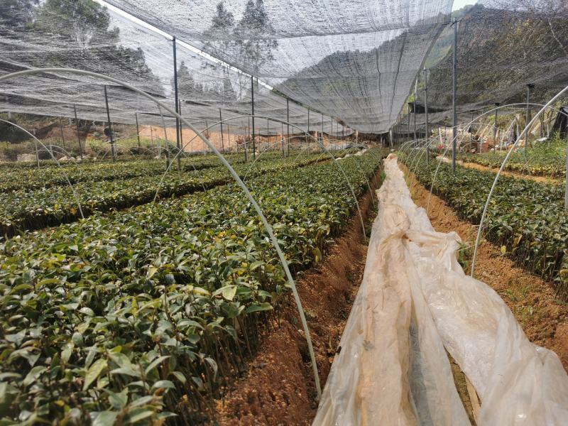 巴戟天种苗巴戟天苗巴正宗巴戟天树苗