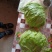 结球生菜