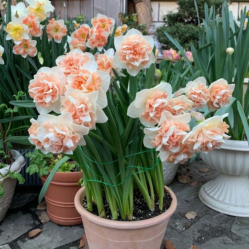 水仙花盆栽庭院水养水培植物四季进口花卉绿植好养易成活桌面